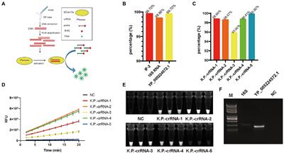 Detection of Klebsiella pneumonia DNA and ESBL positive strains by PCR-based CRISPR-LbCas12a system